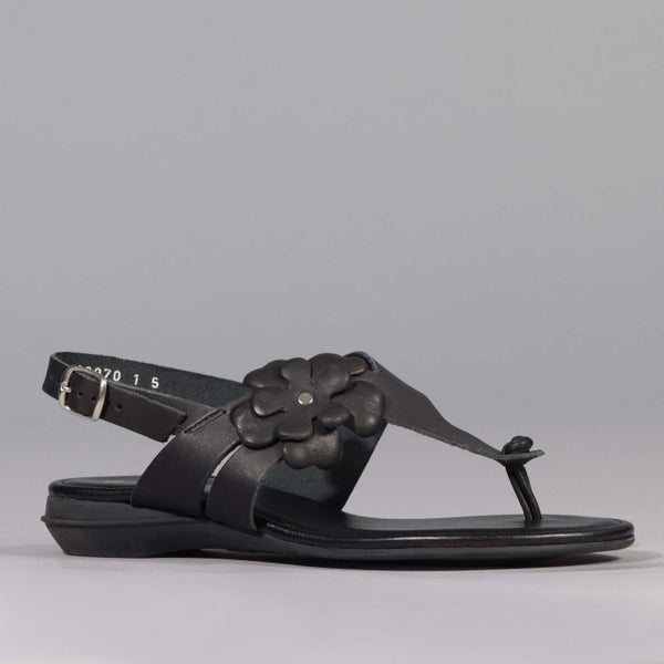 Flower Thong Sandal in Black - 12621 - Froggie Shoes